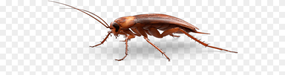 Cockroach Transparent Cockroach, Animal, Insect, Invertebrate Free Png