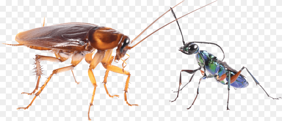 Cockroach Transparent Cockroaches Use Karate Kicks To Avoid Becoming Zombies, Animal, Bee, Insect, Invertebrate Png