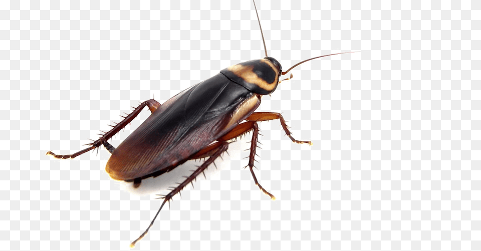 Cockroach Download, Animal, Insect, Invertebrate Free Transparent Png