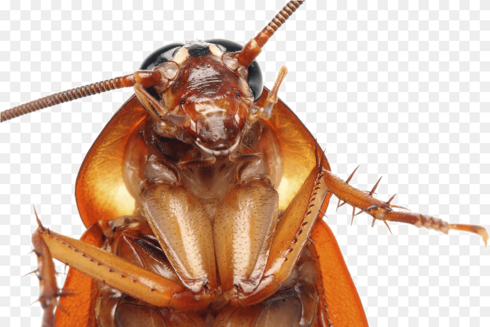 Cockroach Transparent Images Cockroach Face Close Up, Animal, Insect, Invertebrate Png
