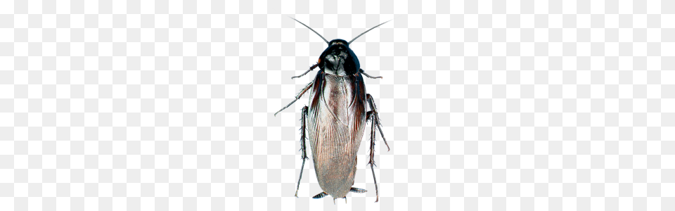 Cockroach Transparent Images Pictures Photos Arts, Animal, Insect, Invertebrate Free Png