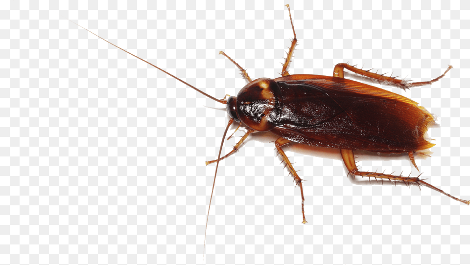 Cockroach Transparent Images Roblox Cockroach, Animal, Insect, Invertebrate Png