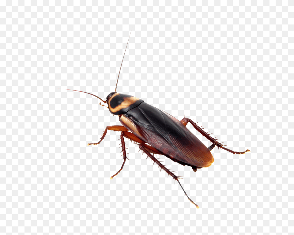 Cockroach Treatment, Animal, Insect, Invertebrate Png