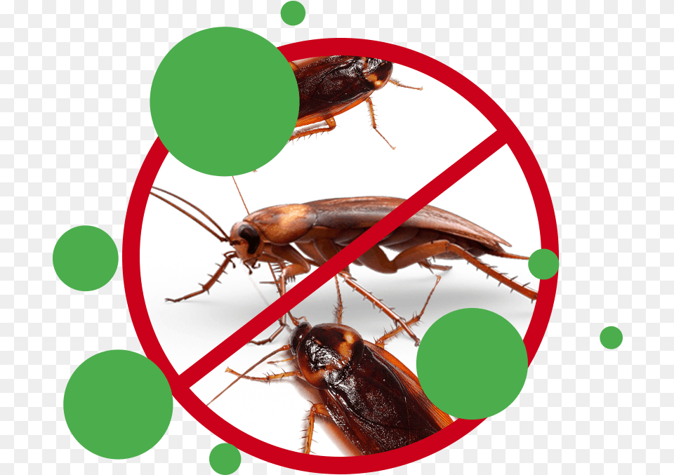Cockroach Treatments Amp Control Perth Image Cockroach, Animal, Insect, Invertebrate Free Png Download