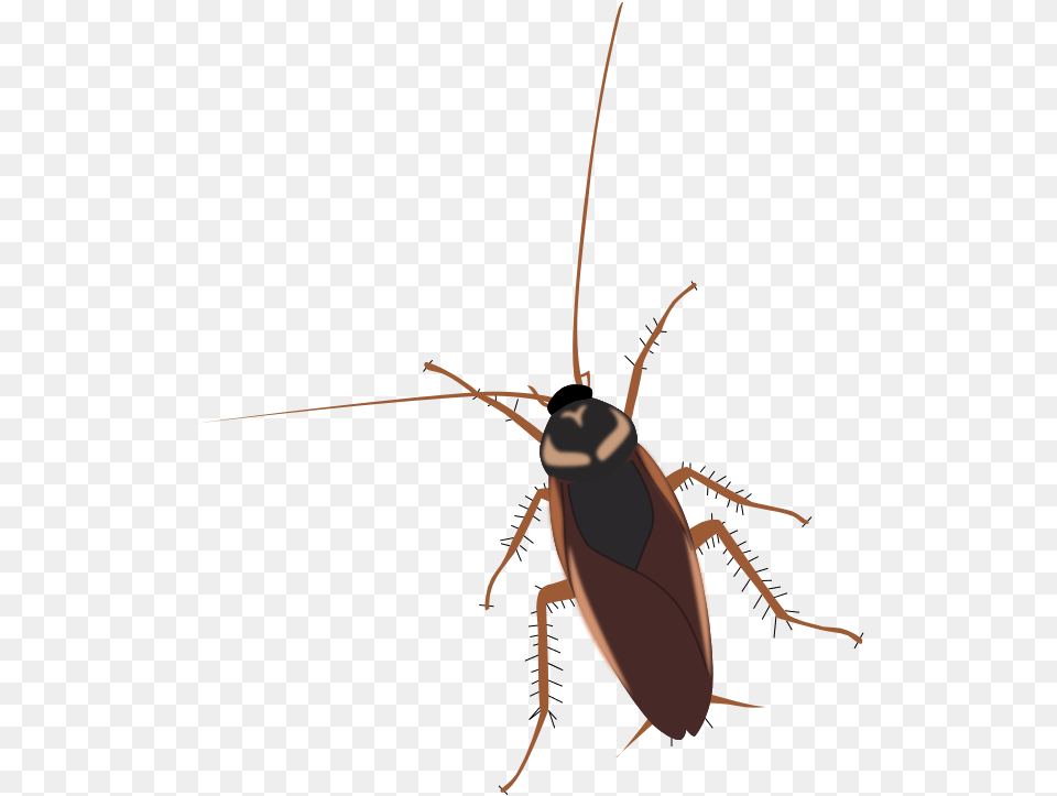 Cockroach Twiki, Animal, Insect, Invertebrate Free Png