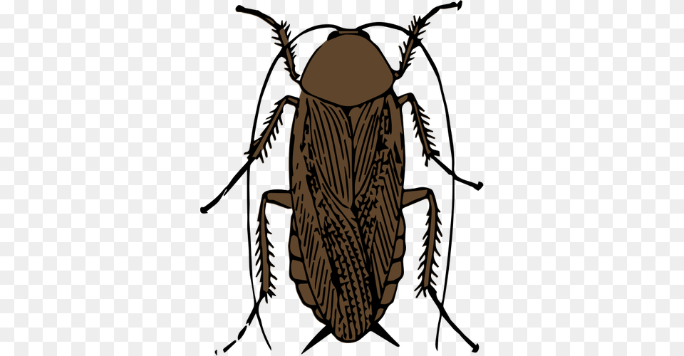 Cockroach Vector Clip Art, Animal, Insect, Invertebrate, Person Png Image