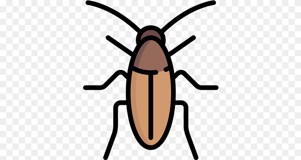 Cockroach Weevil, Food, Nut, Plant, Produce Free Transparent Png