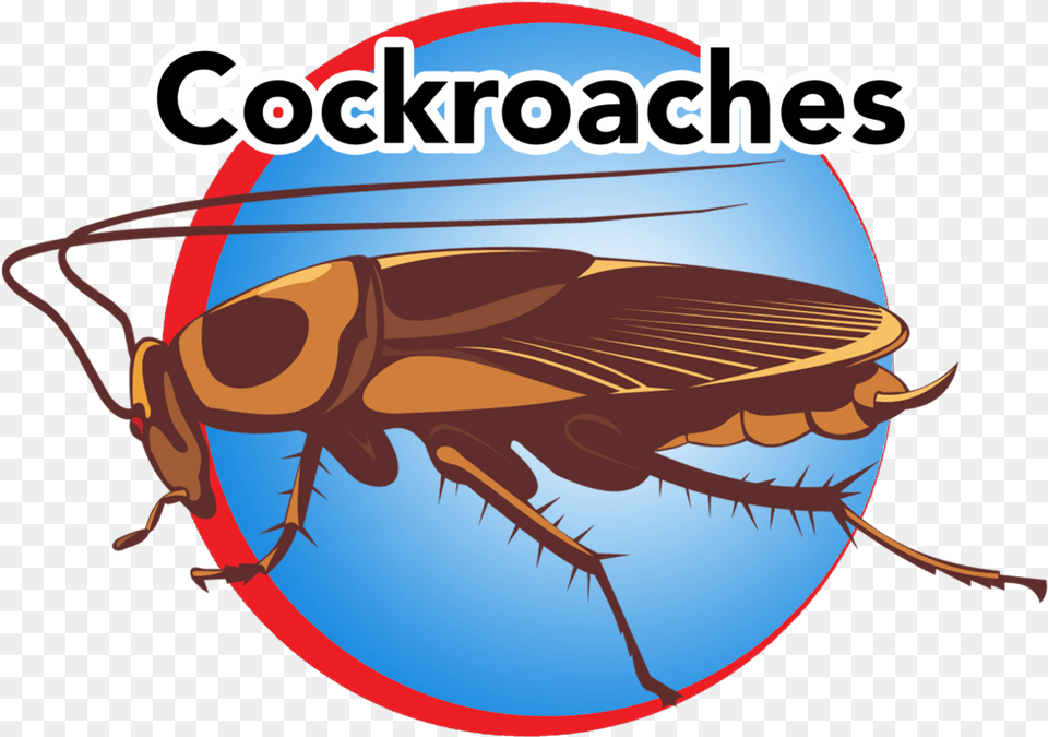 Cockroaches Blue Button Vector Graphics, Animal, Fish, Sea Life, Shark Png