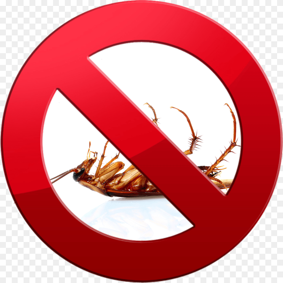 Cockroaches Dead Cockroach, Animal, Food, Invertebrate, Lobster Free Transparent Png