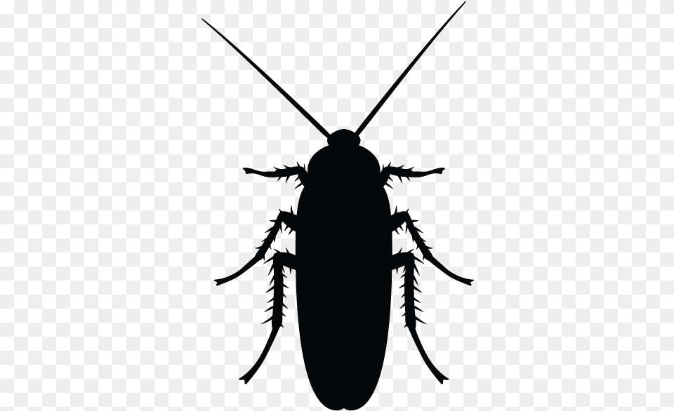 Cockroaches In Minnesota Homes And Offices Cockroach Black And White, Animal, Insect, Invertebrate Free Png Download