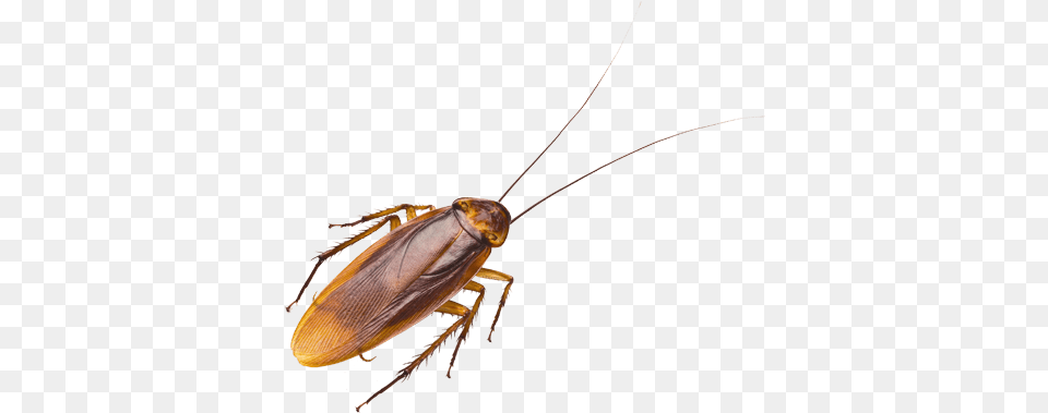Cockroaches Water Bugs In New York, Animal, Insect, Invertebrate, Cockroach Free Transparent Png