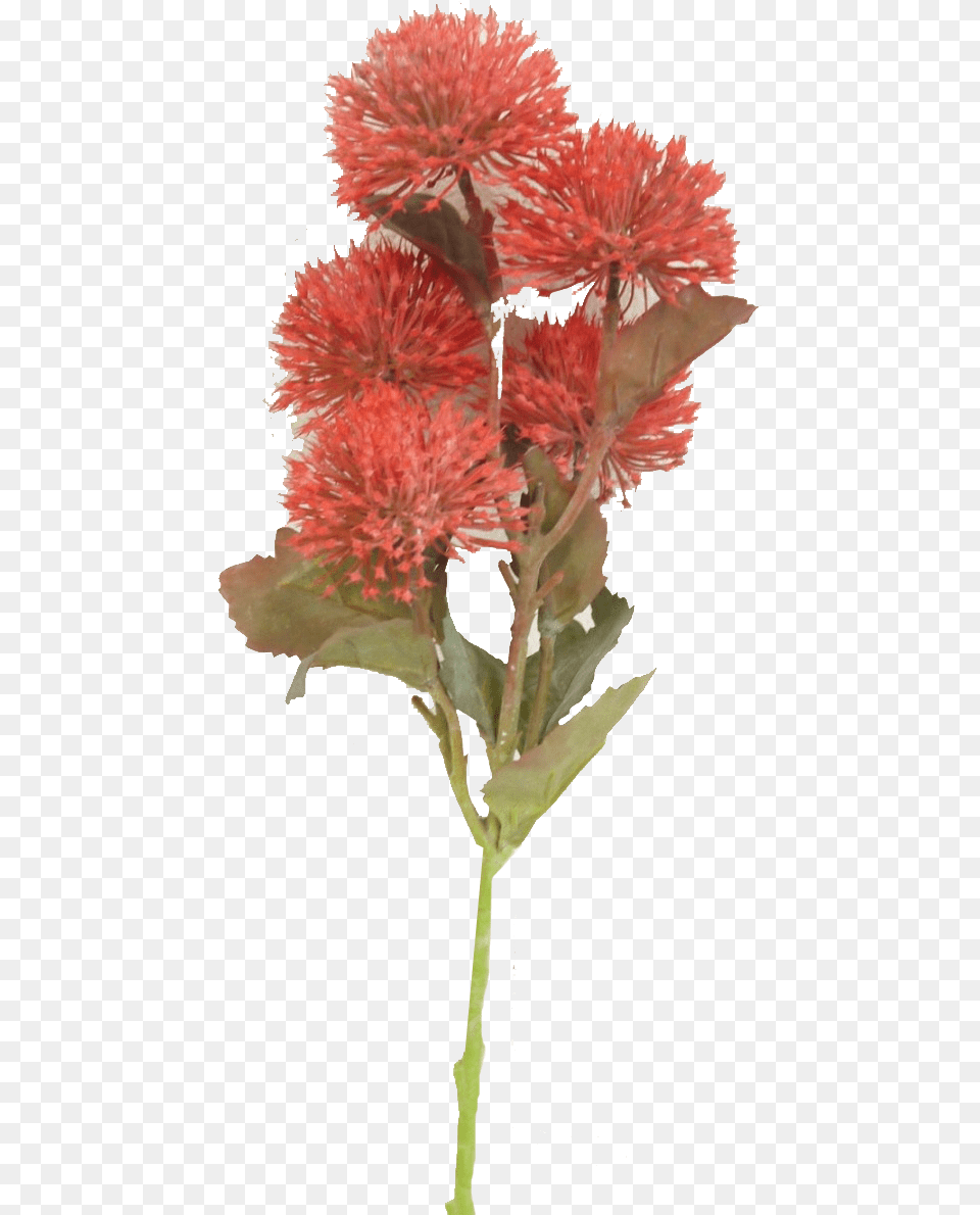 Cockscomb, Dahlia, Flower, Grass, Plant Free Transparent Png