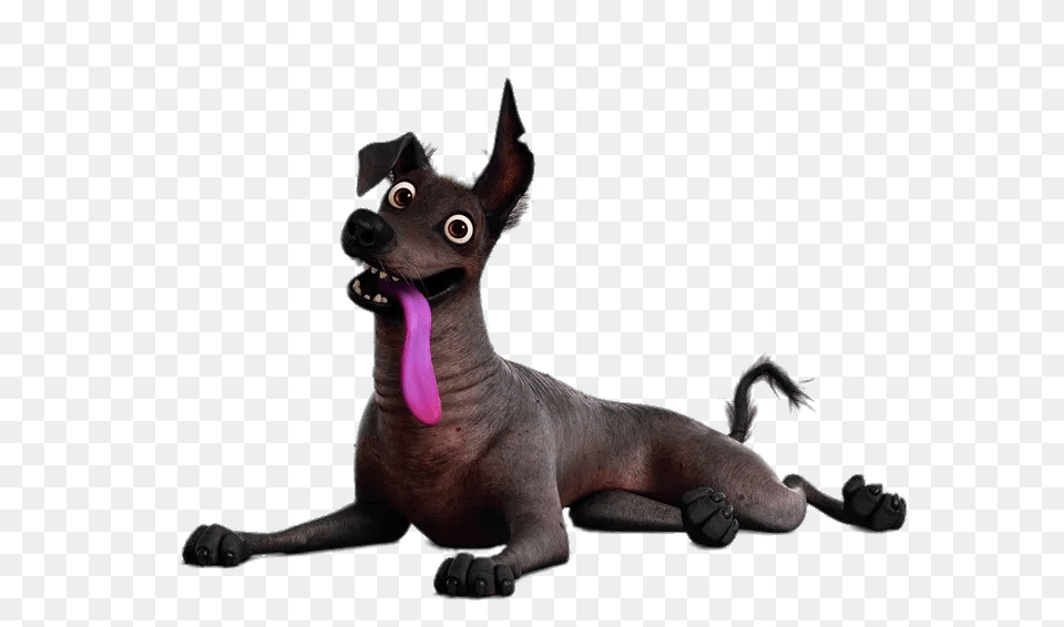 Coco Dante, Animal, Kangaroo, Mammal, Pet Free Png Download