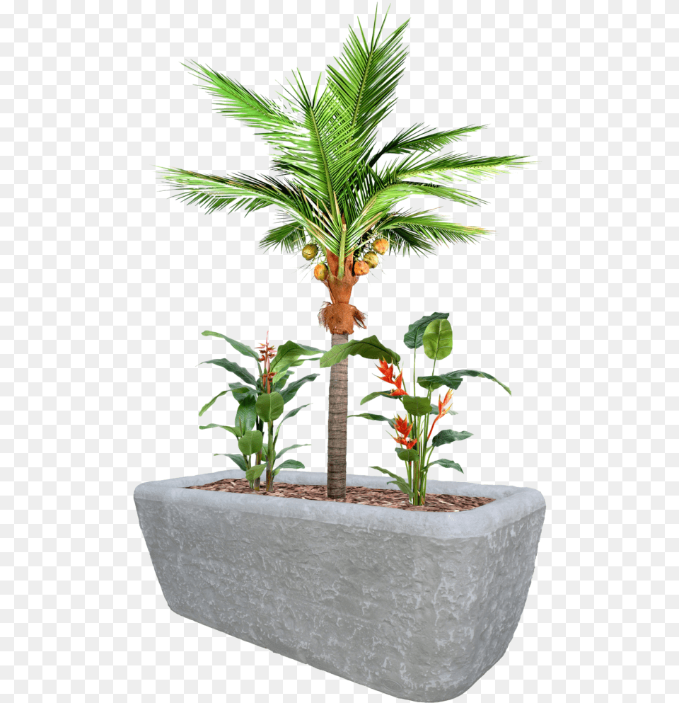 Coco Plante, Vase, Tree, Pottery, Potted Plant Png Image