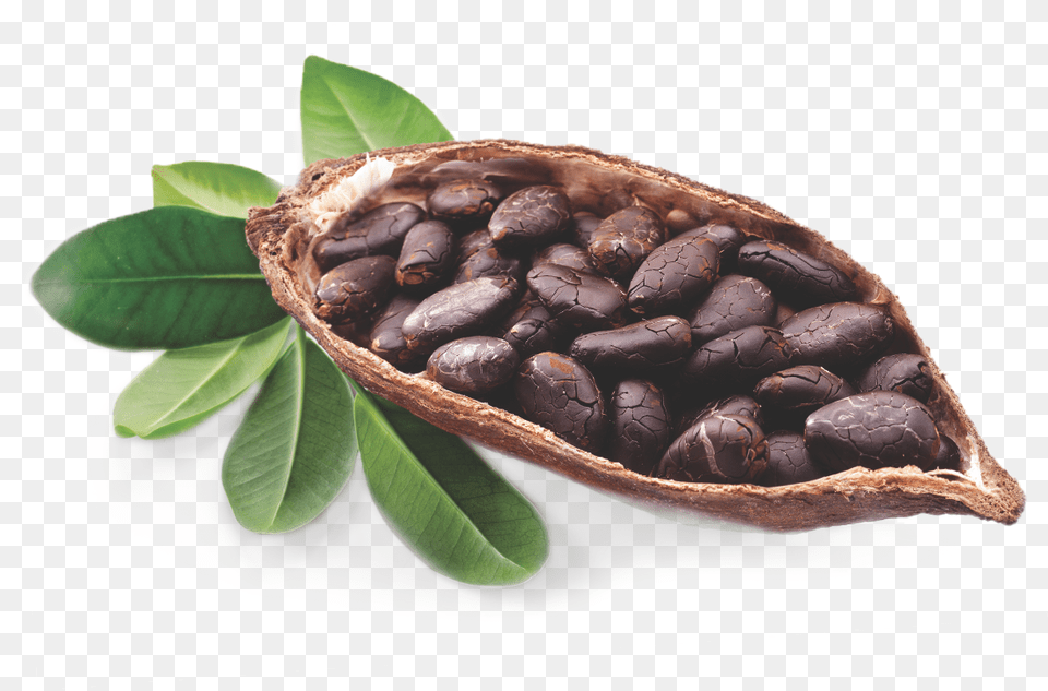 Cocoa Bean Tree Cocoa Butter, Dessert, Food, Produce, Animal Png