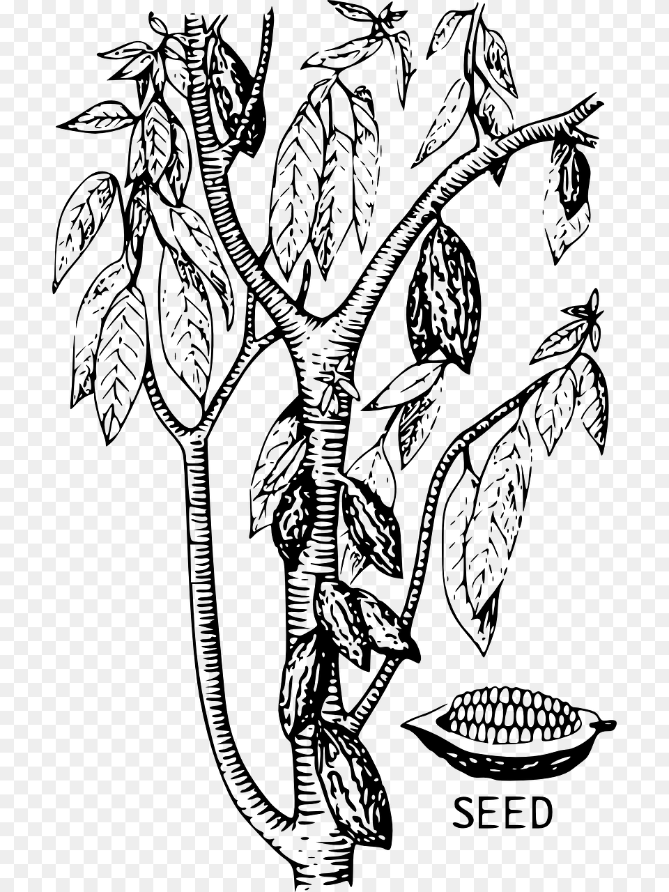 Cocoa Bean Tree Drawing, Gray Free Png Download