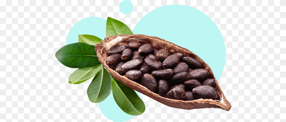 Cocoa Beans, Dessert, Food, Produce Free Png