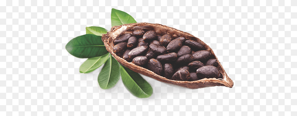 Cocoa Beans Are The Seeds Of A Native Central And South Rise 39n Shine Bulk Raw 32 Oz Unrefined Organic Cocoa, Dessert, Food, Produce, Nut Free Png Download