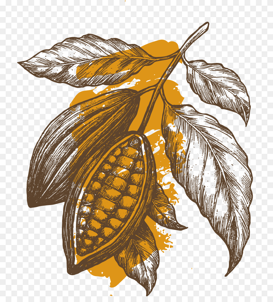 Cocoafruit Cocoa Plant Chocolate Illustration, Leaf, Person, Art, Herbal Png Image