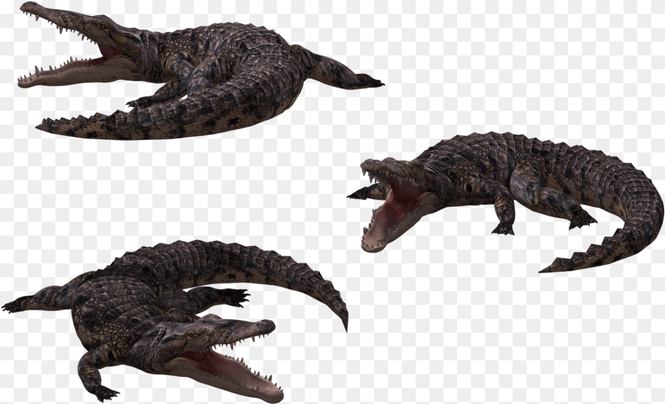 Cocodrilo 3d, Animal, Dinosaur, Reptile, Lizard Png