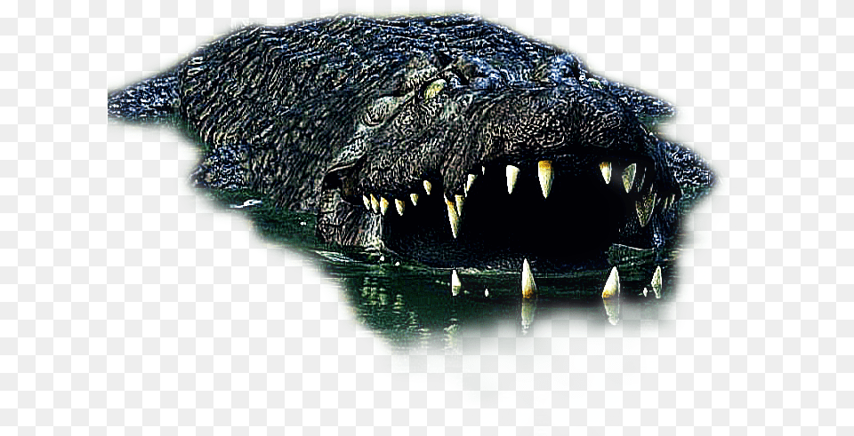 Cocodrilo Crocodile Edit Background Hd, Animal, Dinosaur, Reptile Free Transparent Png
