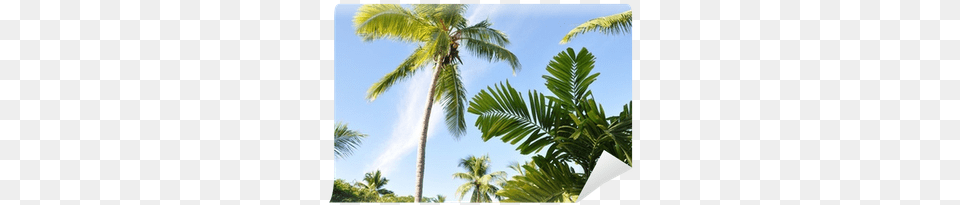 Coconut, Palm Tree, Plant, Summer, Tree Free Png