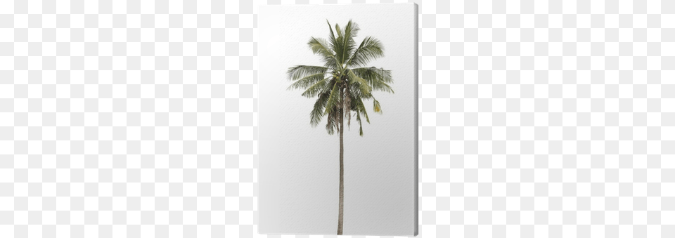 Coconut, Palm Tree, Plant, Tree, Food Png Image