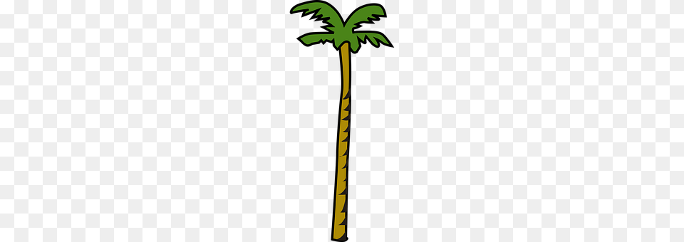 Coconut Palm Tree, Plant, Tree, Cross Free Transparent Png