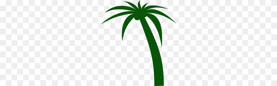 Coconut, Palm Tree, Plant, Tree Png