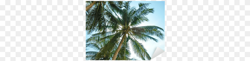 Coconut, Palm Tree, Plant, Tree, Food Free Png Download