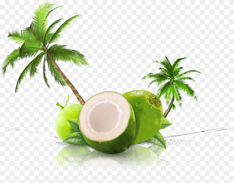 Coconut, Ball, Food, Fruit, Plant Png