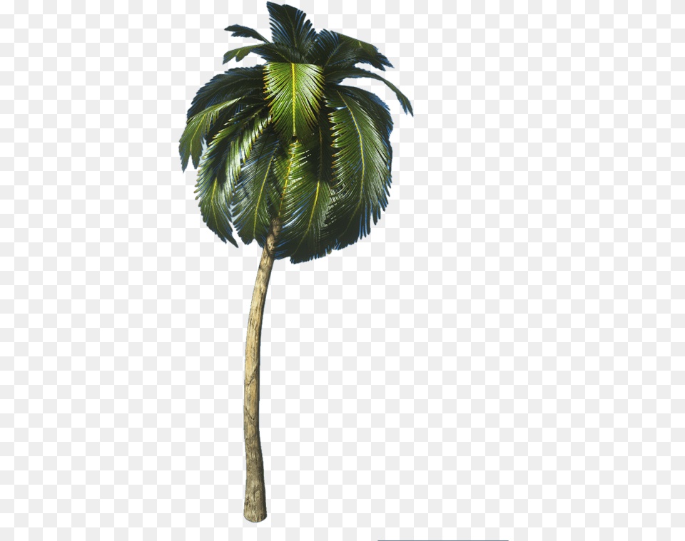 Coconut, Palm Tree, Plant, Tree, Leaf Free Png Download