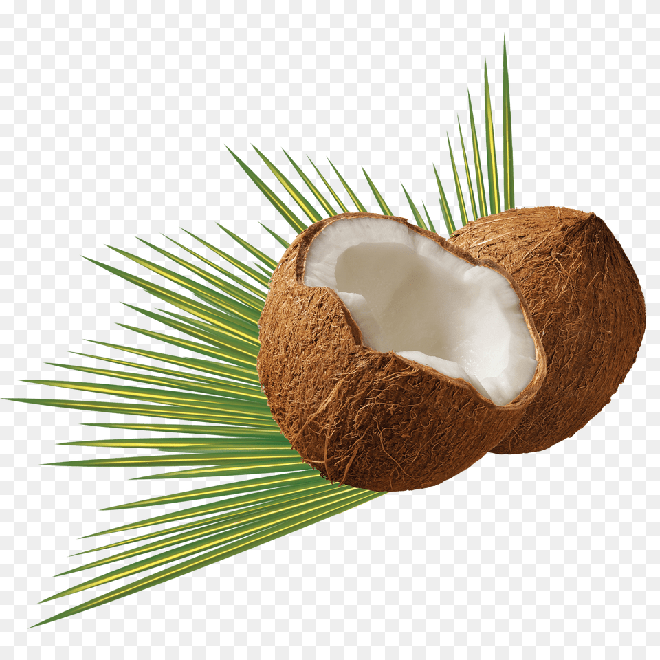 Coconut Clip Png Image