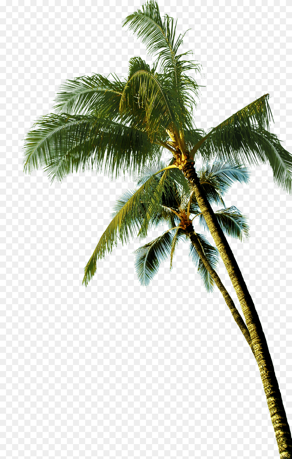 Coconut Asian Palmyra Palm Tree Background Coconut Tree Free Transparent Png