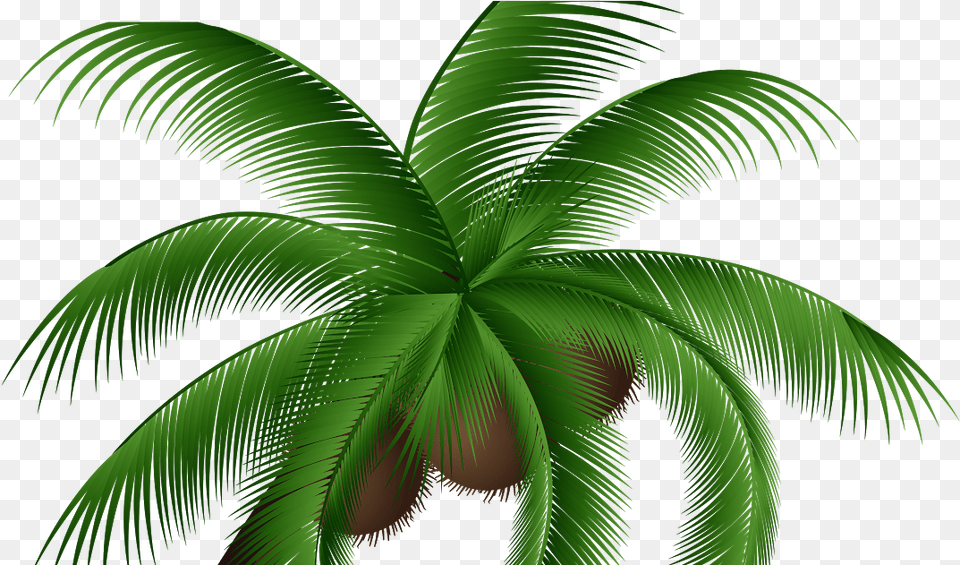 Coconut Clipart Coconet Coconut, Palm Tree, Plant, Tree, Leaf Png