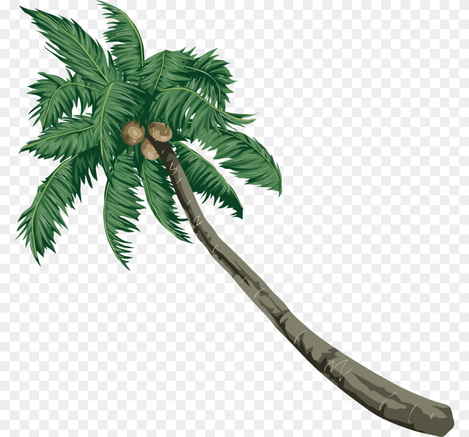 Coconut Clipart Coconut Palm Trees Sea Beach Vector, Palm Tree, Plant, Tree, Sword Png Image