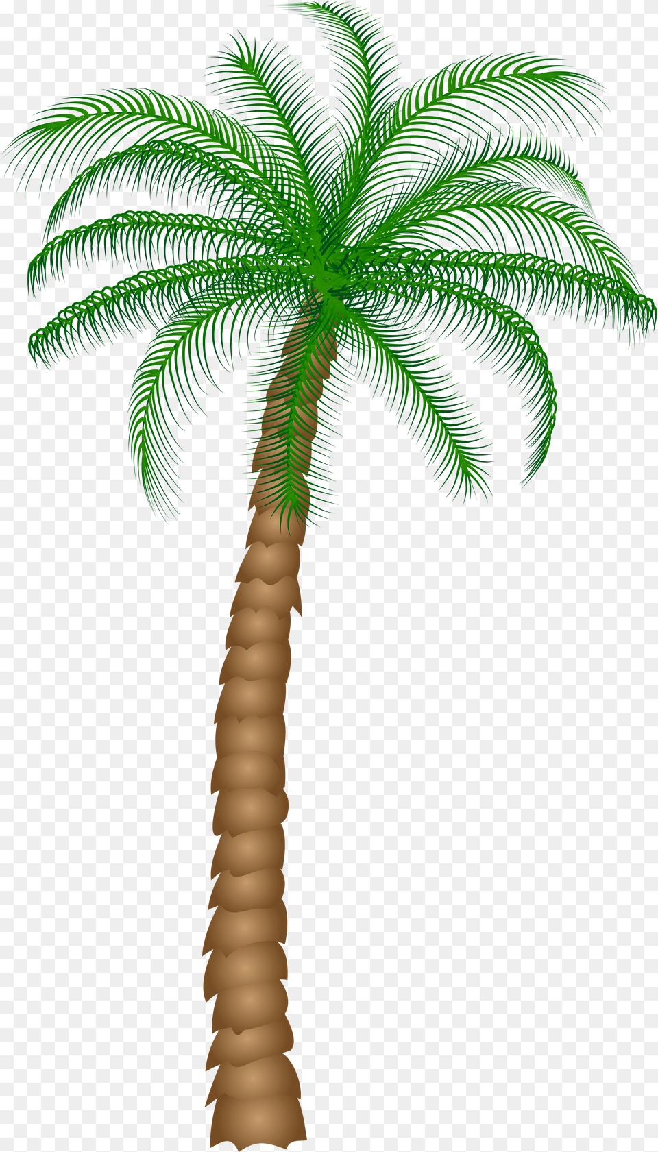 Coconut Clipart Date Tree Palm Tree Background, Palm Tree, Plant Png