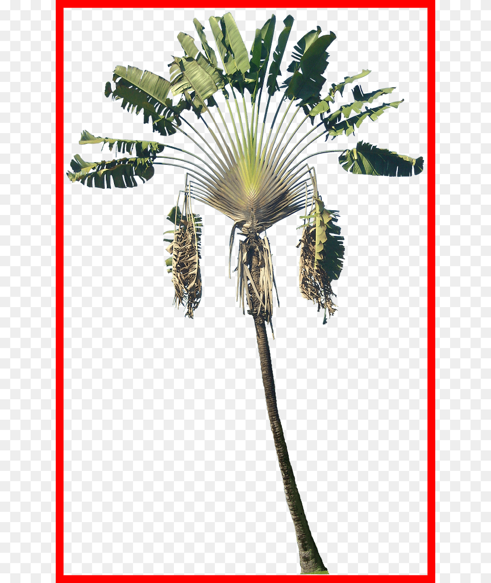 Coconut Clipart Fresh Ravenala Madagascariensis Paint, Leaf, Palm Tree, Plant, Tree Png Image