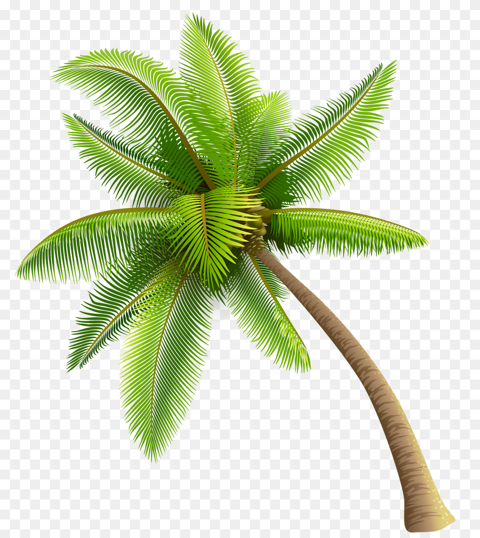 Coconut Clipart Watercolor Transparent Coconut Tree Vector, Leaf, Palm Tree, Plant Free Png Download