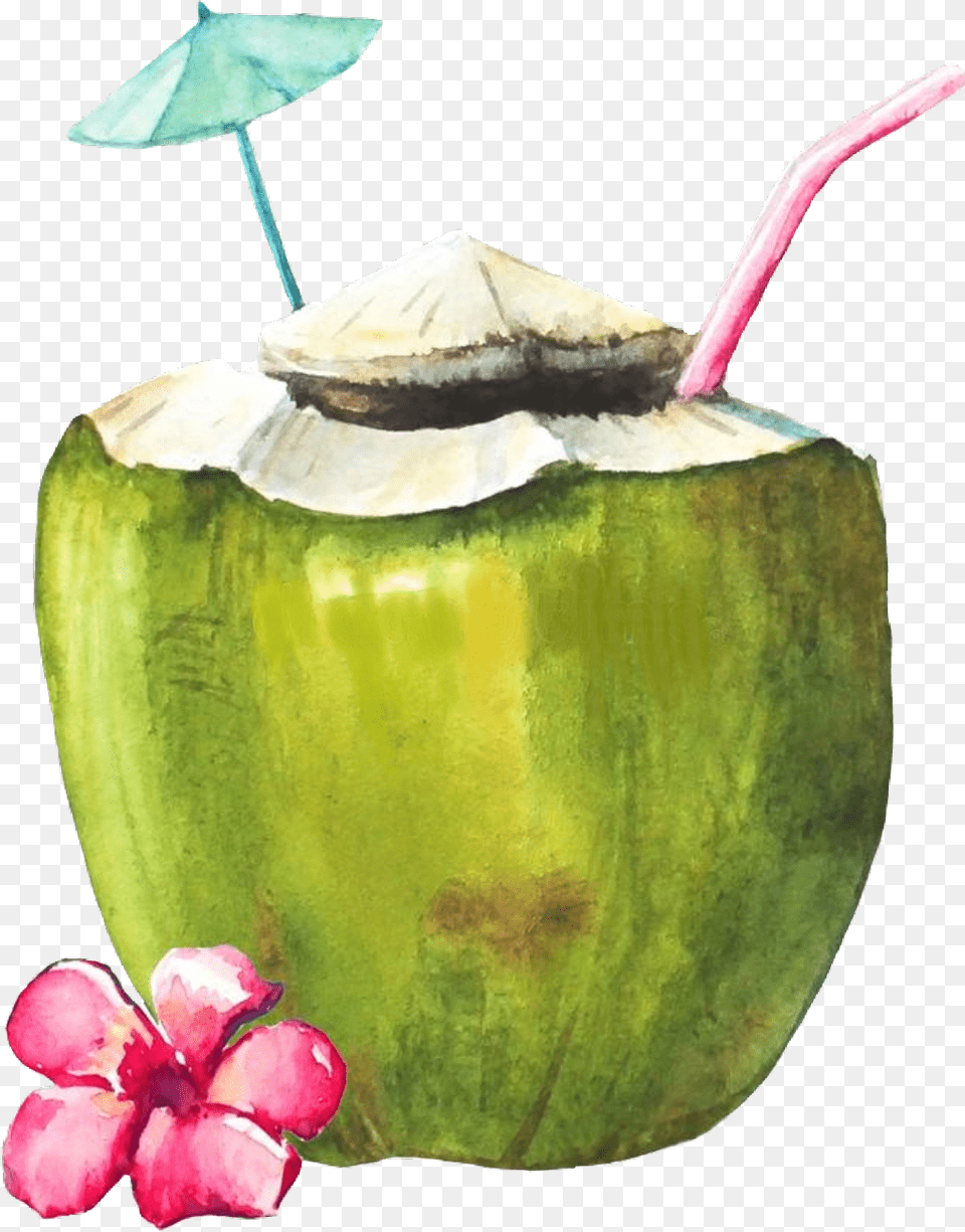 Coconut Coconutdrink Scbeachessentials Beachessentials Green Coconut With Straw Painting, Food, Fruit, Plant, Produce Png Image
