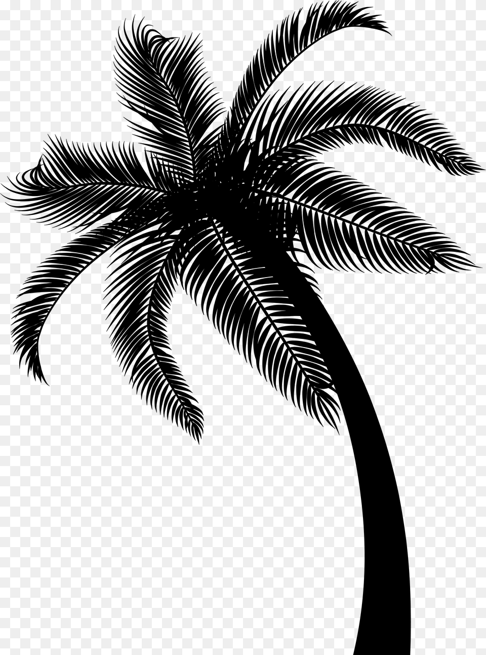 Coconut Date Palm Leaf Palm Trees Transparent Background Date Tree, Gray Free Png