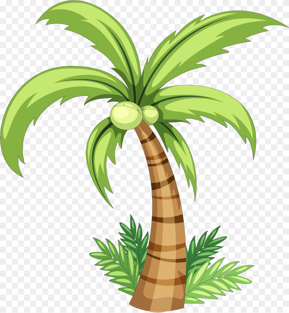 Coconut Drawing Clip Art, Palm Tree, Plant, Tree Png Image