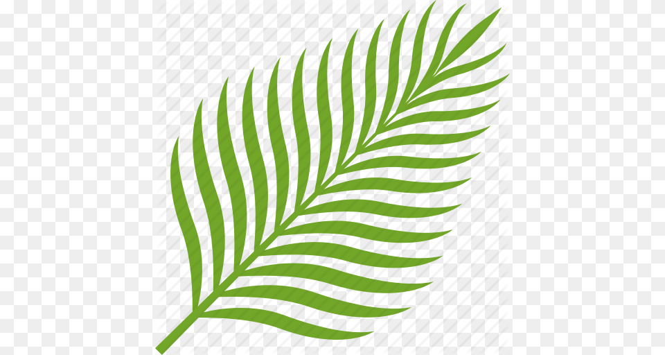 Coconut Food Fruit Leaf Palm Tropical Icon, Fern, Plant, Pattern, Green Png Image