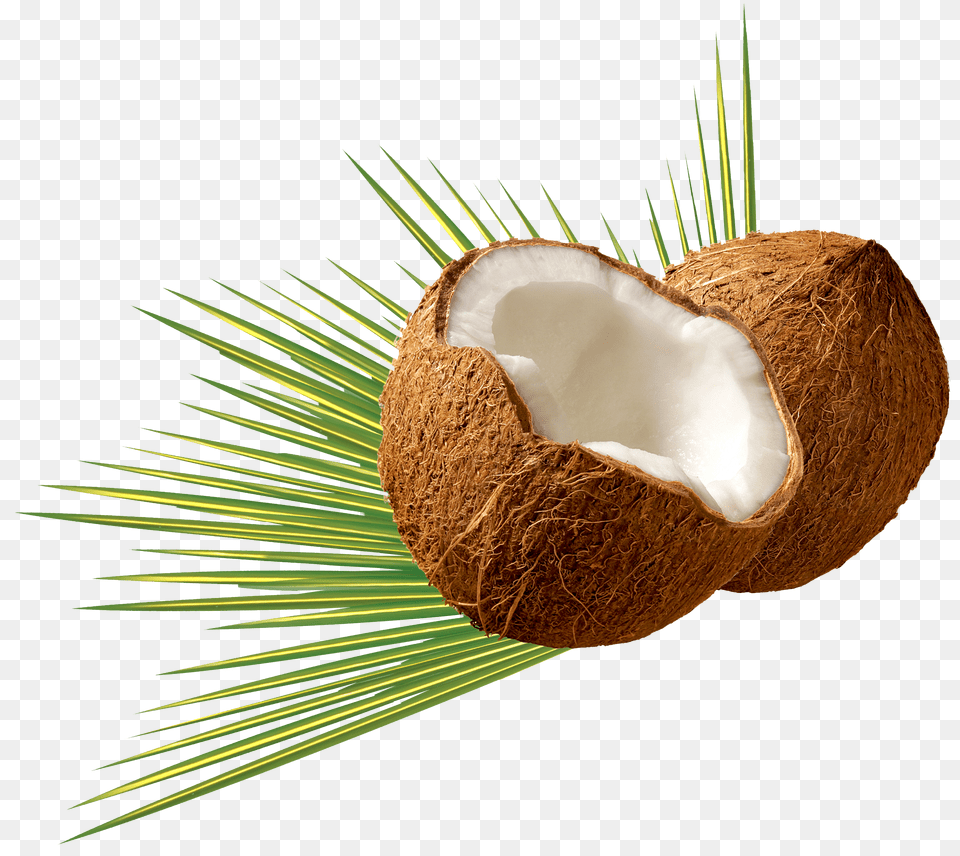 Coconut Image, Food, Fruit, Plant, Produce Png