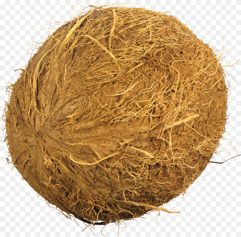 Coconut Nariyal Png Image