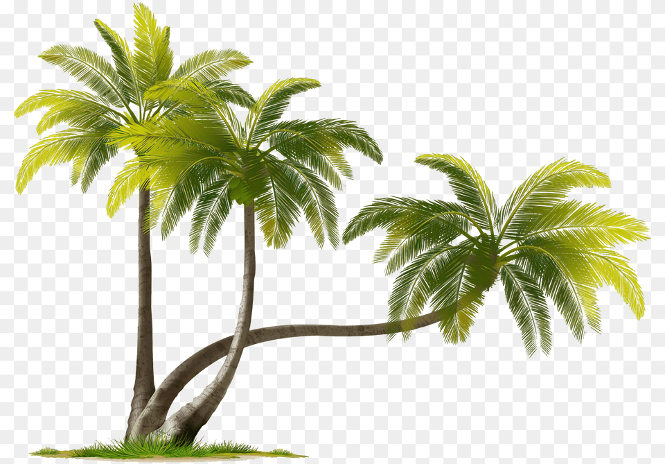 Coconut Images Download Real Coconut Tree, Leaf, Palm Tree, Plant, Vegetation Free Transparent Png