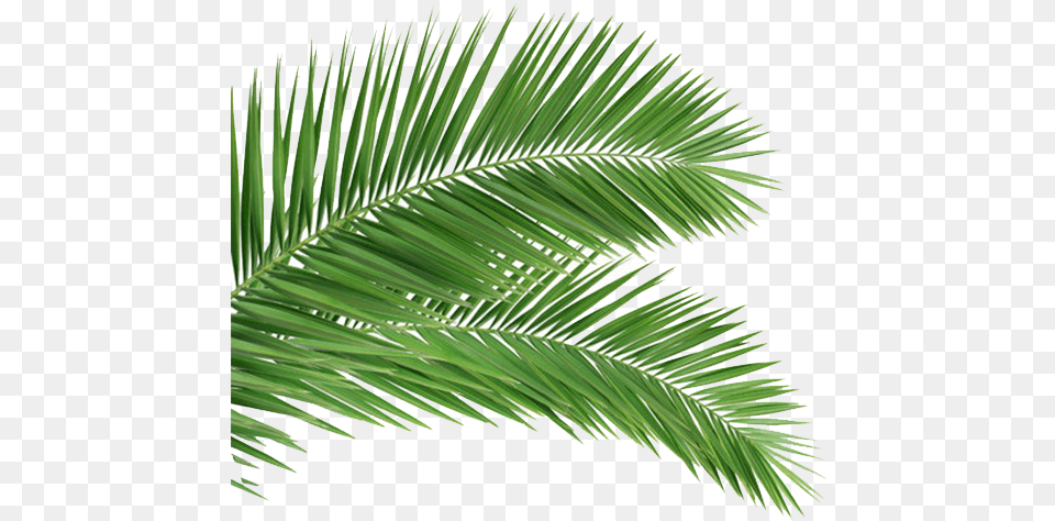 Coconut Leaf Frond Tree Arecaceae Palm Clipart Palm Sunday Images 2020, Plant, Palm Tree, Green, Vegetation Png Image