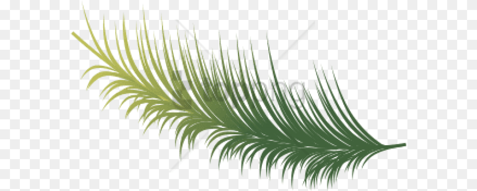 Coconut Leaves Vector Image With Transparent Sabal Minor, Fern, Leaf, Plant, Tree Free Png