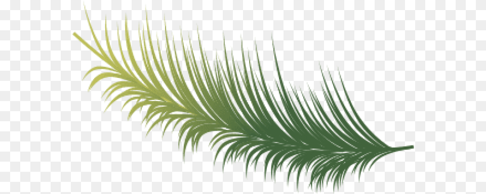 Coconut Leaves Vector Images Illustration, Fern, Leaf, Plant, Accessories Free Png Download