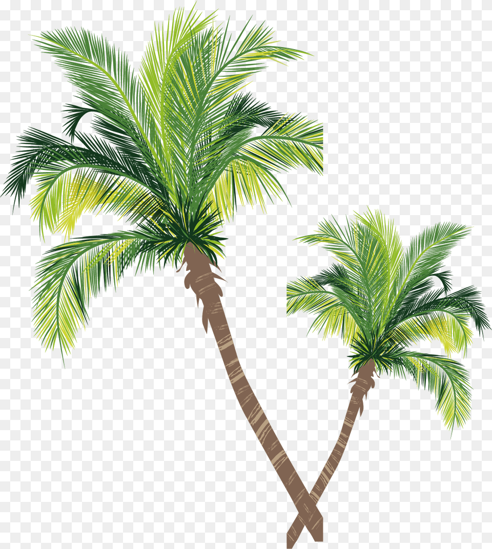 Coconut Material Tree Euclidean Vector Palm Asian Clipart Adobe Illustrator Palm Tree, Palm Tree, Plant, Leaf Free Transparent Png